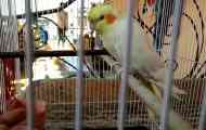 Як я можу визначити вік parrot korlel